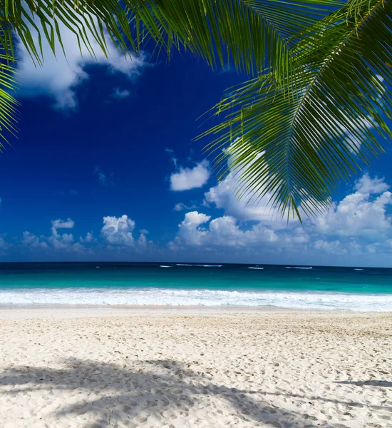 Mare tropicale e cielo blu — Foto Stock