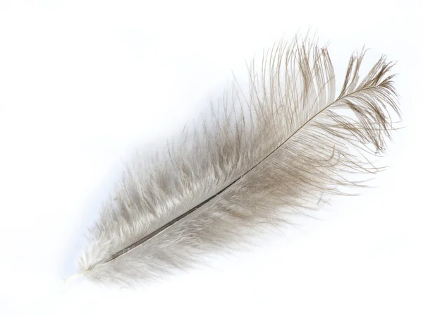 One bird feather — Stock Photo, Image