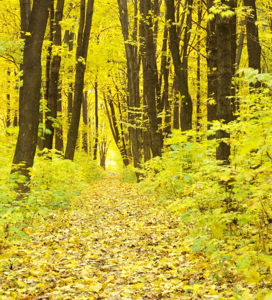 Höst skog — Stockfoto