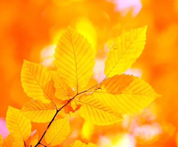 Hojas de otoño —  Fotos de Stock