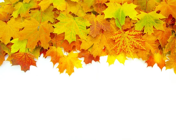 Φύλλα σφενδάμου φθινόπωρο — Φωτογραφία Αρχείου