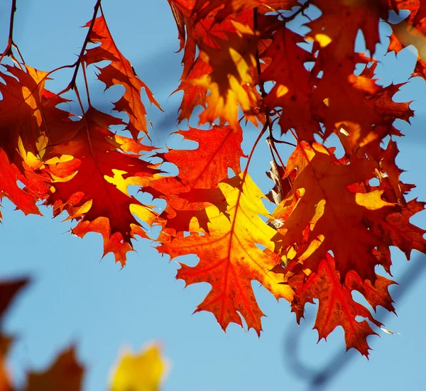 Foglie d'autunno — Foto Stock