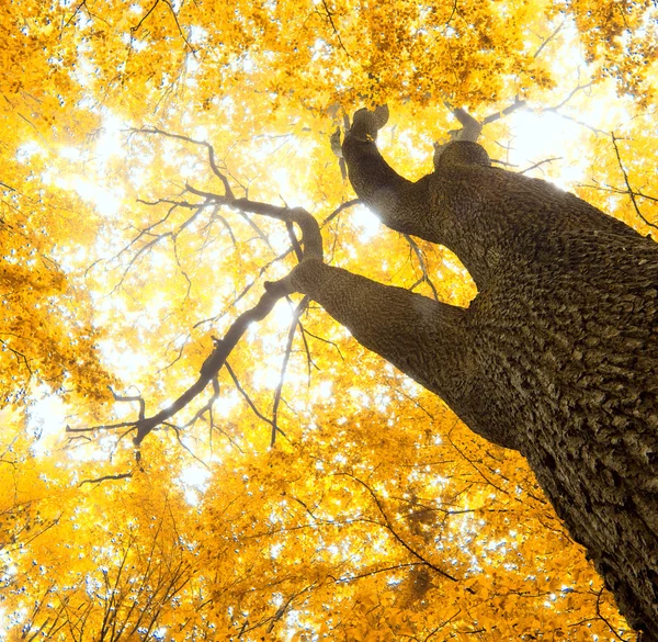 Herfstbladeren — Stockfoto