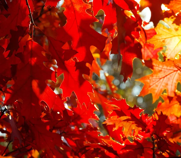 Hojas de otoño — Foto de Stock