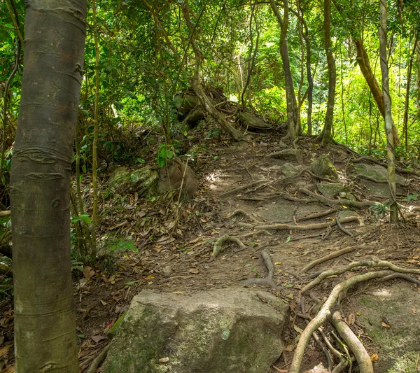 Stream in the tropical jungle — Stock Photo, Image