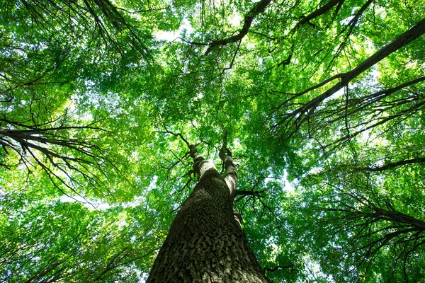 Bosque verde — Foto de Stock