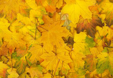 Sonbahar Yaprakları.