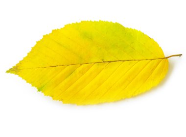 Sonbahar sarısı Yaprak