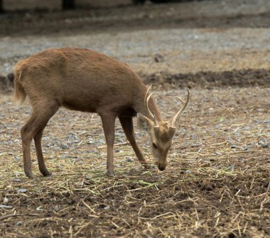 Whitetail geyik yakın çekim
