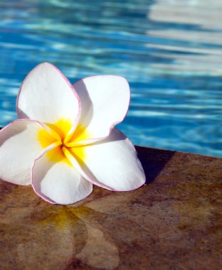 Yüzme Havuzu üzerinde çiçek