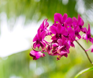 güzel orkide çiçekler