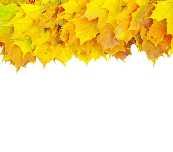 Herbst-Ahornblätter — Stockfoto