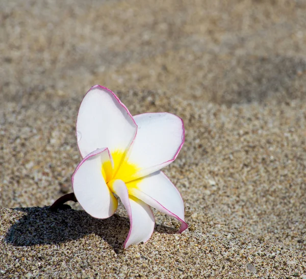 Blume plumeria alba — Stockfoto