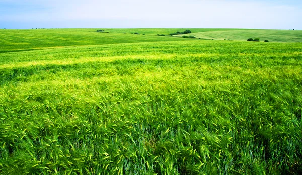 Campo e céu azul — Fotografia de Stock