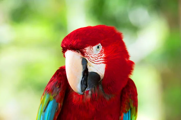 Parrot bird sitting — Stock Photo, Image