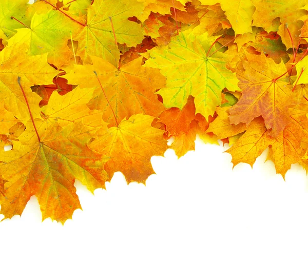 Autumn leafs — Stock Photo, Image