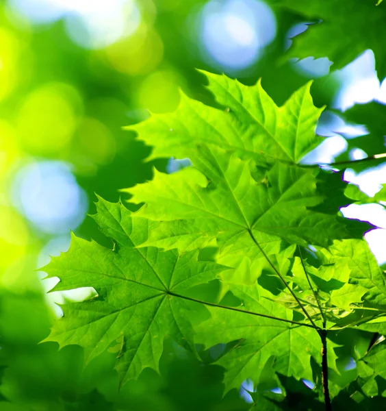 Leaves background — Stock Photo, Image