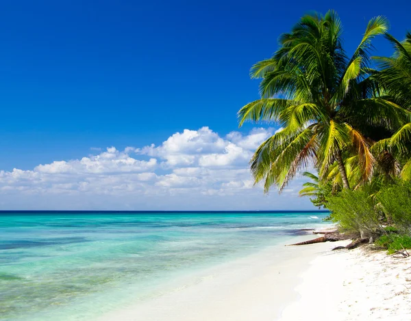 Caribbean beach ve palmiye ağaçları — Stok fotoğraf