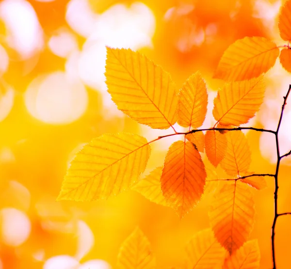 Herbstblätter — Stockfoto