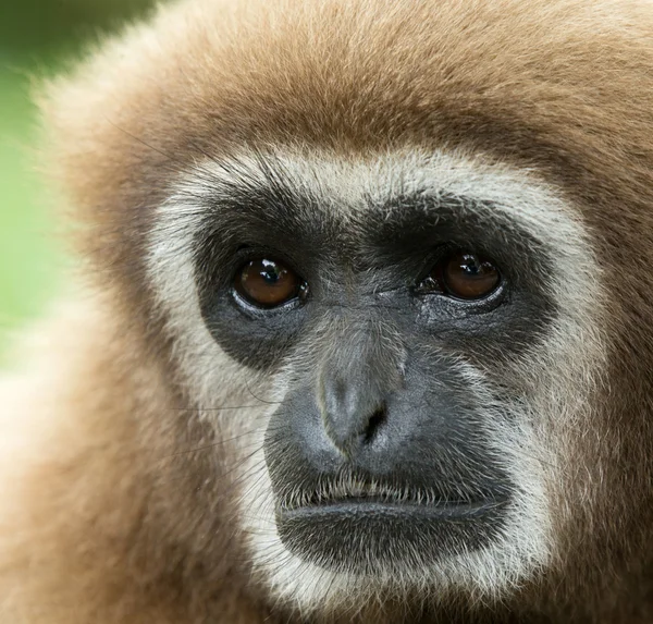 Gibbon  in zoo — Stock Photo, Image