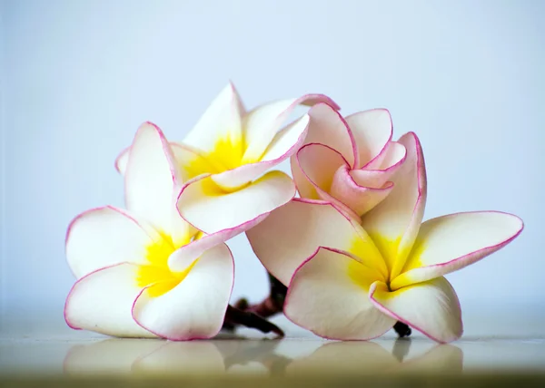 Exotic flowers frangipani — Stock Photo, Image