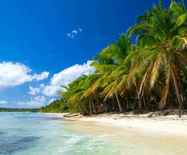 Palm trees on tropical beach — Stock Photo, Image