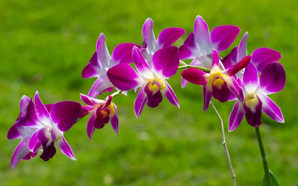 Krásné květy orchidejí — Stock fotografie