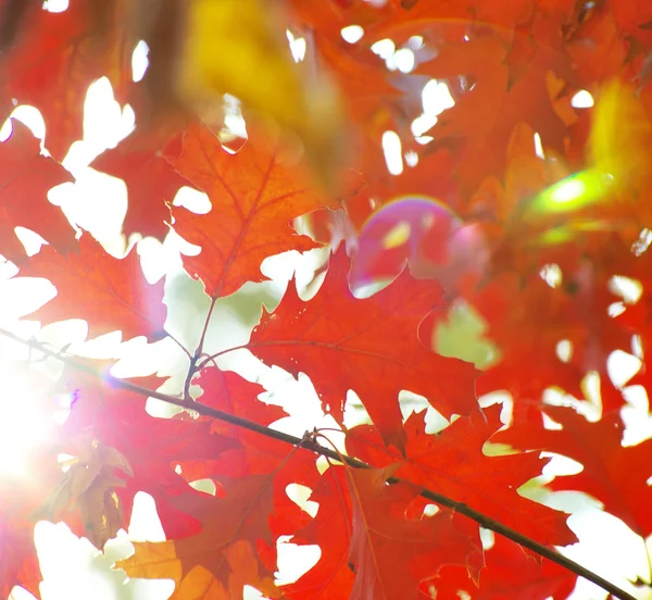 Autumn leaves — Stock Photo, Image