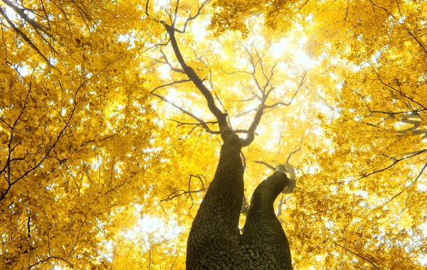 Herfst bladeren achtergrond — Stockfoto