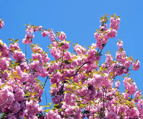 Spring cherry flowers — Stock Photo, Image