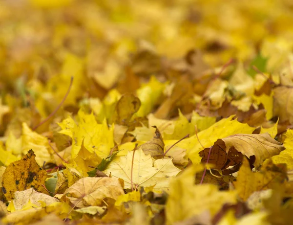 Foglie d'autunno — Foto Stock