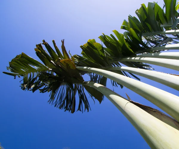 Palme — Foto Stock