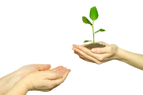 Hålla en växt mellan händerna — Stockfoto