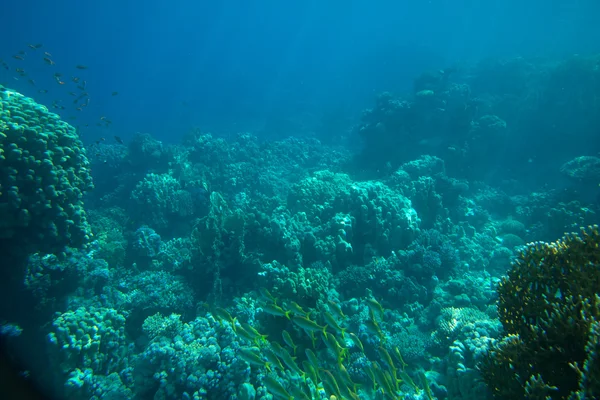 珊瑚海 — 图库照片