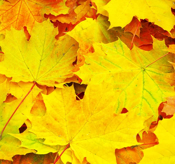 Maple leaf Stock Picture