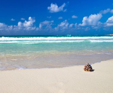 Deniz kabuğu Plajı