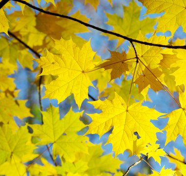 Sonbahar Yaprakları