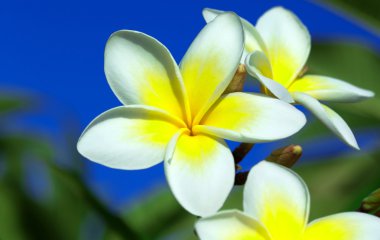 Plumeria taze çiçekler