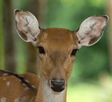 Whitetail geyik başkanı