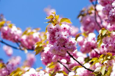 Bahar kiraz çiçekleri