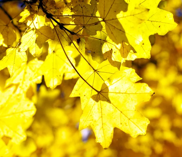 Hojas de otoño fondo — Foto de Stock