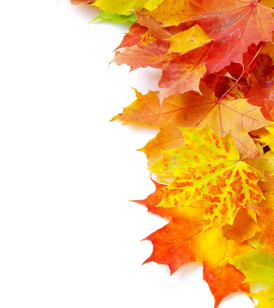 Autumn maple  leaves — Stock Photo, Image