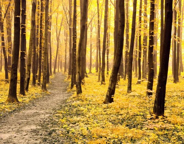 Caminho na floresta de outono — Fotografia de Stock