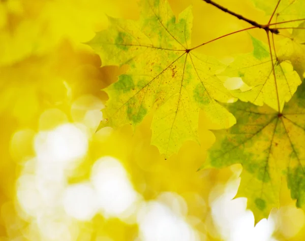 Autumn leaves background — Stock Photo, Image