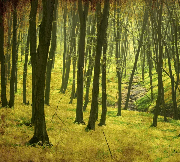 垃圾森林背景 — 图库照片