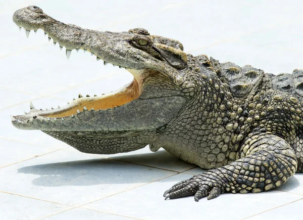 Close up of Alligator — Stock Photo, Image