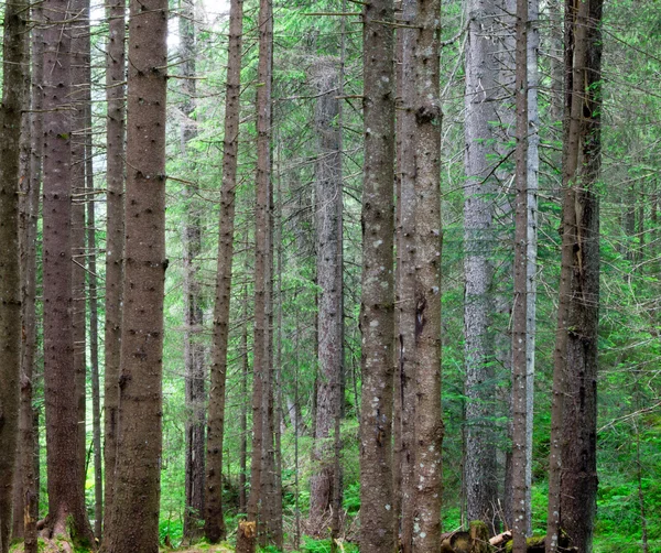 Green forest  background — Stock Photo, Image
