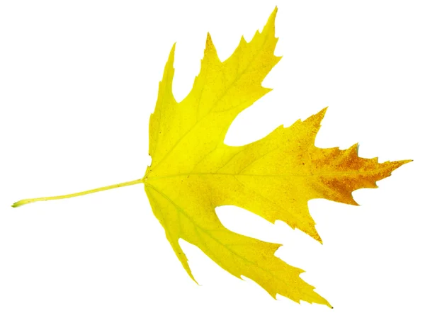 Autumn maple leaf — Stock Photo, Image