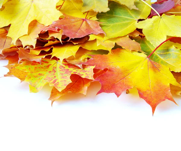 Foglie d'acero autunnale — Foto Stock