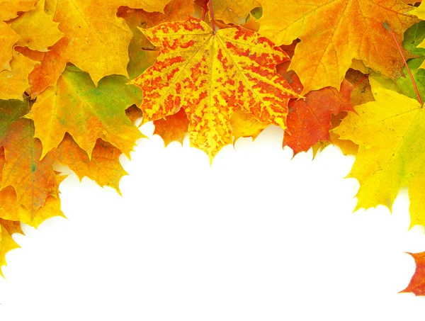 Foglie d'autunno — Foto Stock